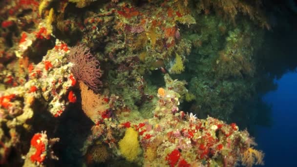 Video en cámara lenta hermoso arrecife de coral suave rojo en agua tropical. — Vídeos de Stock