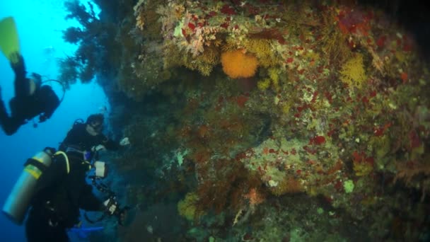 Video en cámara lenta hermoso arrecife de coral suave rojo en agua tropical. — Vídeos de Stock