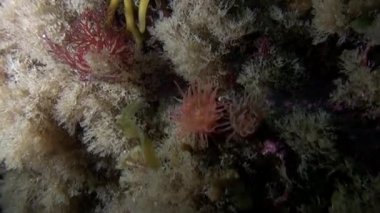 Taşları, sakinleri ve bitki alt.