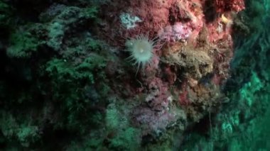 Kuzey Buz Denizi 'nin sualtı manzarası.