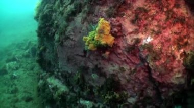 Kuzey Buz Denizi 'nin sualtı manzarası.