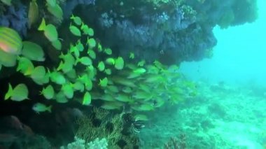 Deniz altında yiyecek aramak için mavi zemin üzerinde mercan balığı sürüsü.