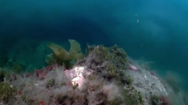 Paisaje marino submarino del Océano Ártico. — Vídeo de stock