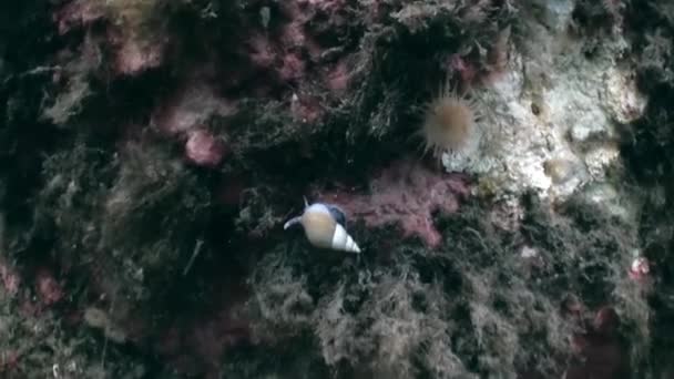 A Jeges-tenger víz alatti tájképe. — Stock videók