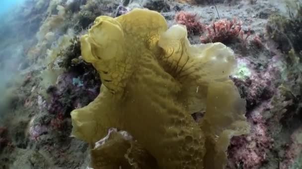 Podmořská krajina Severního ledového oceánu. — Stock video