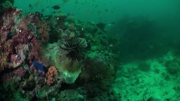 Sekolah ikan karang dengan latar belakang biru laut bawah air untuk mencari makanan. — Stok Video