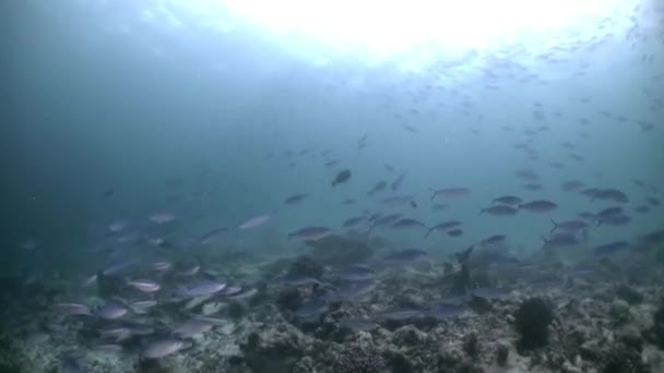 Skolan av korall fisk på blå bakgrund av havet under vatten på jakt efter mat. — Stockvideo