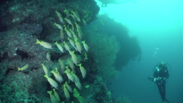 Школа коралловых рыб на синем фоне моря под водой в поисках пищи. — стоковое видео