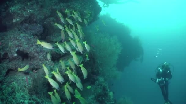 Skolan av korall fisk på blå bakgrund av havet under vatten på jakt efter mat. — Stockvideo