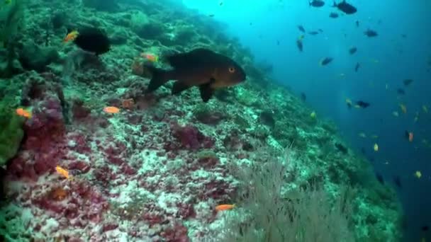 Escuela de peces de coral sobre fondo azul del mar bajo el agua en busca de alimentos. — Vídeo de stock