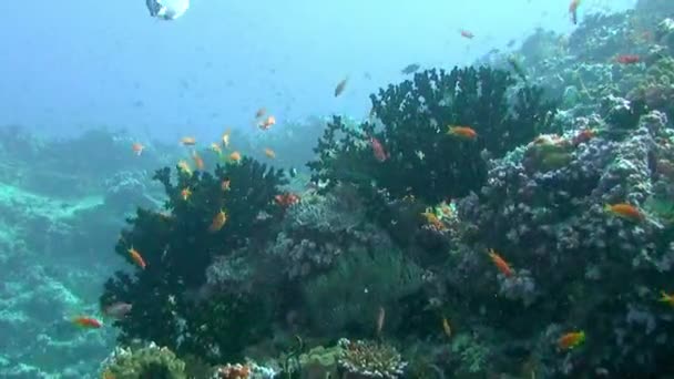 Школа коралловых рыб на синем фоне моря под водой в поисках пищи. — стоковое видео