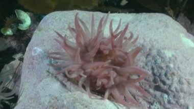 Kuzey Buz Denizi 'nin sualtı manzarası.