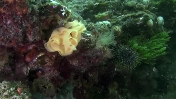 Pemandangan laut bawah laut Samudra Selandia Baru. — Stok Video