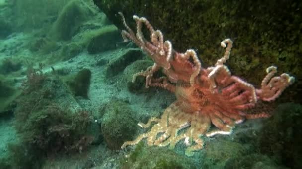 Paisaje marino submarino del Océano Antártico. — Vídeos de Stock