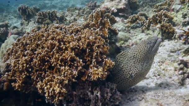 Buceador en el fondo Escuela de peces paisaje submarino en el mar. — Vídeos de Stock