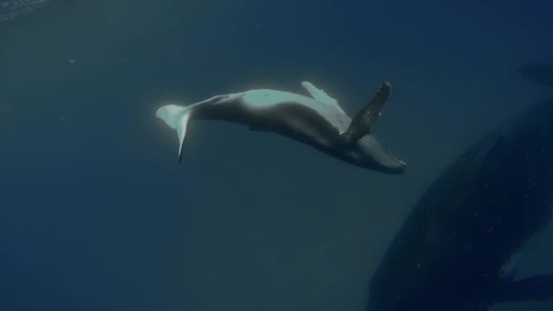 Yeni doğan kambur balina yavrusu Pasifik Okyanusu 'nda annesinin yanında suyun altında yüzer.. — Stok video