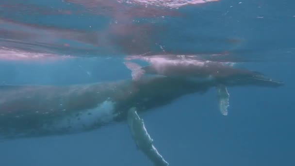Newborn humpback whale cub swims next to mom underwater in Pacific Ocean. — Stock Video