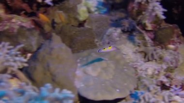 Fransız Polinezyası 'nda su altında balık sürüsü.