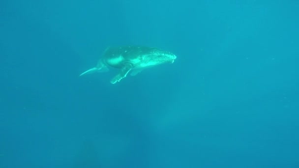 Newborn humpback whale cub swims next to mom underwater in Pacific Ocean. — Stock Video