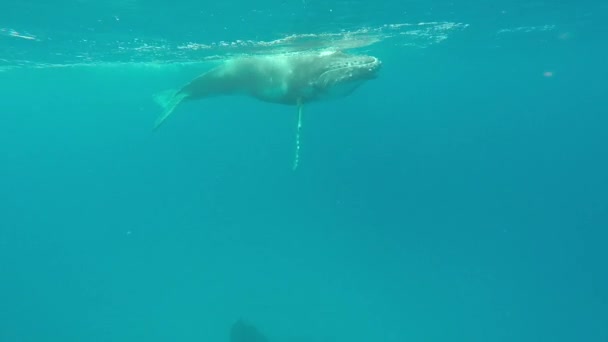Newborn humpback whale kid swims next to mother underwater in Pacific Ocean. — Stock Video