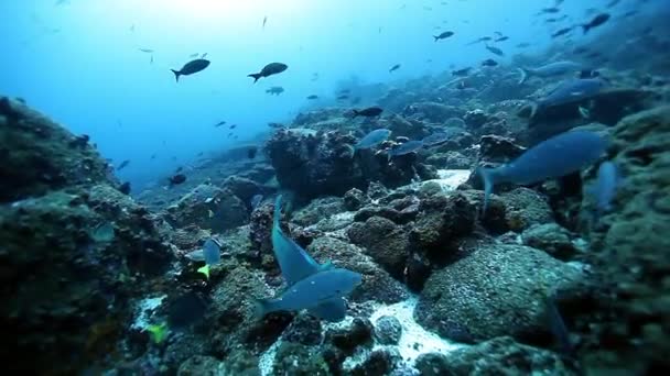 Група водолазів під водою на рифах Французької Полінезії.. — стокове відео