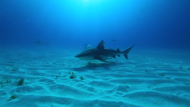 Tigershark in the Bahams. Sourounded with many other reef sharks Clear blue water. — Stock Video