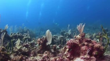 Tropikal mercan resif sualtı deniz manzara.