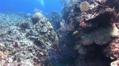 Tropikal mercan resif sualtı deniz manzara.