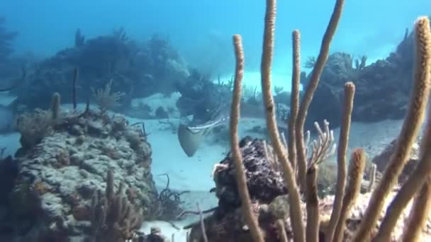 Paesaggio sottomarino della barriera corallina tropicale . — Video Stock