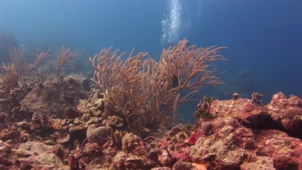 Underwater sea landscape of tropical coral reef. — Stock Video