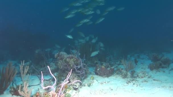 Paesaggio sottomarino della barriera corallina tropicale . — Video Stock