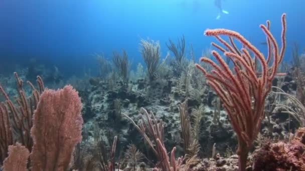 Paesaggio sottomarino della barriera corallina tropicale . — Video Stock