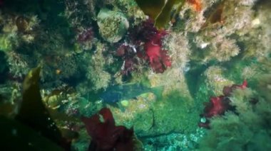 Dikenli kral yengeç Paralithodes Okhotsk Denizi 'nde suyun altında kısaca..