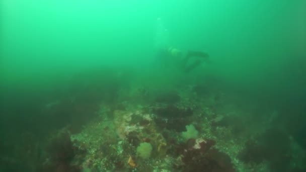Granchio reale spinoso Paralithodes brevipess sott'acqua nel mare di Okhotsk. Filmato Stock Royalty Free