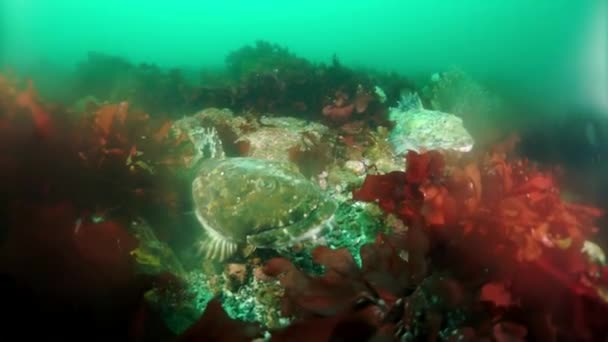 Underwater thickets of seaweed kelp in Sea of Okhotsk. Stock Video