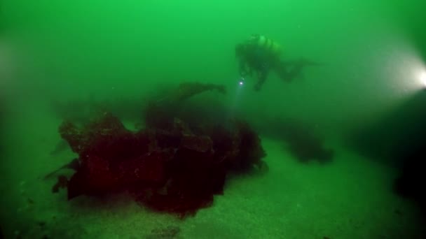 Grosimi subacvatice de alge marine în Marea Okhotsk . — Videoclip de stoc