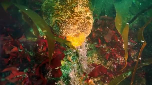 Bilhetes subaquáticos de algas marinhas no Mar de Okhotsk. — Vídeo de Stock