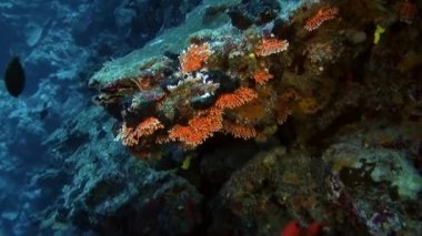 Fransız Polinezyası 'nda su altında balık sürüsü.