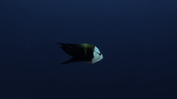 프랑스령폴리네시아 의수중 태평양에 있는 물고기 떼. — 비디오