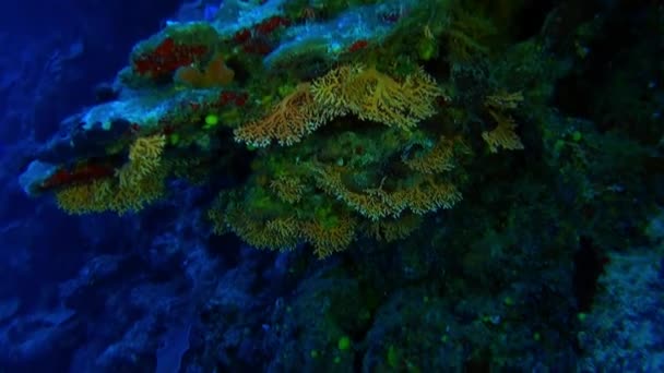 Ecole de poissons dans l'océan Pacifique sous-marin en Polynésie française . — Video