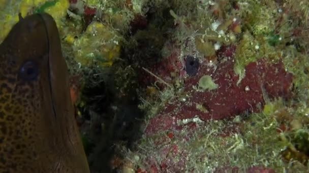 Школа риб у підводному морі у Французькій Полінезії.. — стокове відео