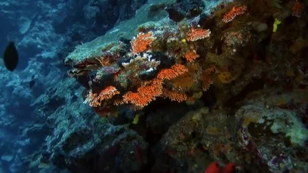 Ecole de poissons sous-marine en Polynésie française . Séquence Vidéo