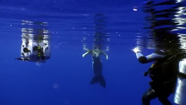 Ung kvinde havfrue udgør for kamera af kameramand under vandet i havet. Royaltyfrie stock-optagelser