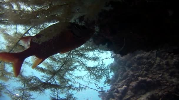 Ecole de poissons sur fond Ecole de poissons paysage sous-marin en mer Rouge. Séquence Vidéo Libre De Droits