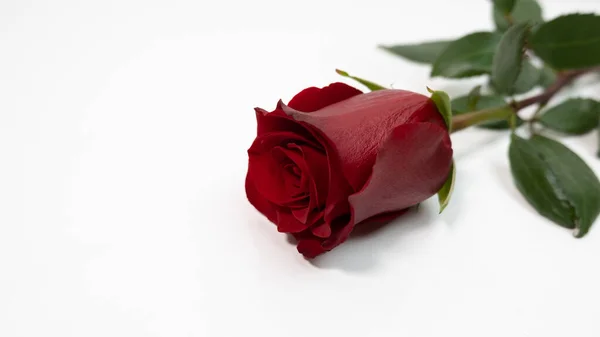 Beyaz arkaplanda romantik kırmızı gül.