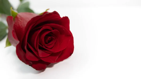 Rote Rose Auf Weißem Hintergrund Nahaufnahme Kopierraum — Stockfoto