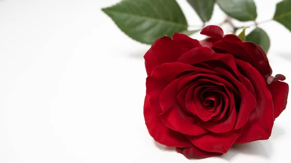 Rote Rose Auf Weißem Hintergrund Kopierraum Links — Stockfoto