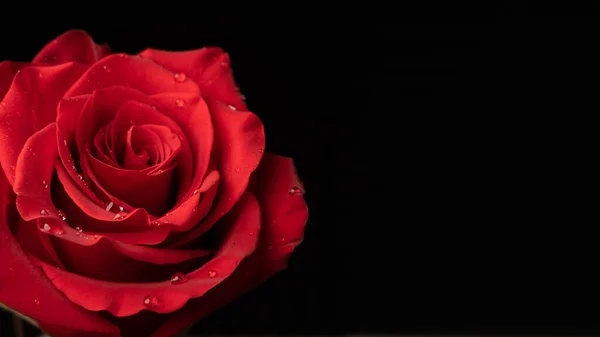 Rote Rose Mit Wassertropfen Schwarzer Hintergrund Kopierraum Rechts — Stockfoto