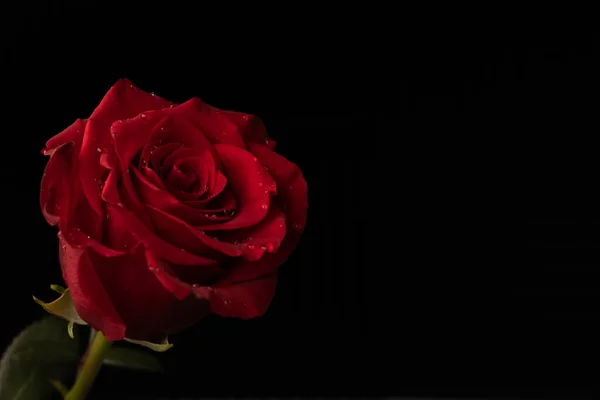 Rote Rose Auf Schwarzem Hintergrund Kopierraum Rechts — Stockfoto