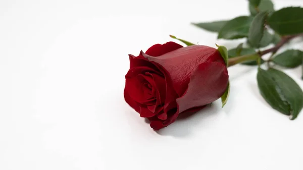 Романтическая Красная Роза Белом Фоне Стоковая Картинка